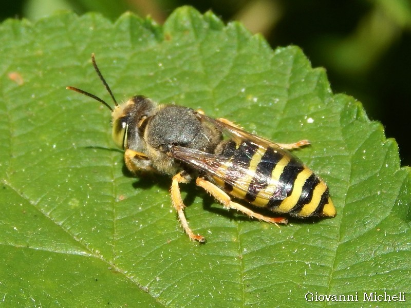 Crabronidae: Bembix tarsata, femmina